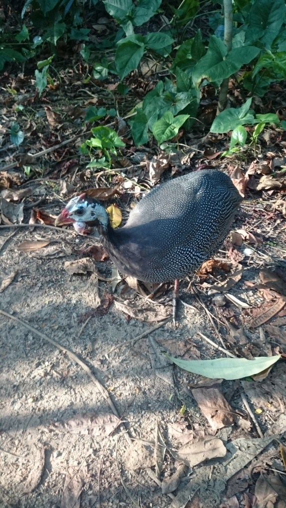 A Guineafowl. Very friendly walked straight up to the kids. We suspect it was an escapee from somewhere.