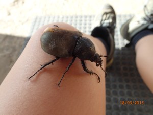 A very large beetle! - an example of the amazing plants and animals in Borneo.