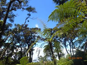 More of Mt. K's unique biology.