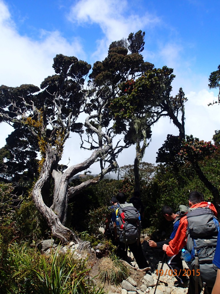 You see new things on the way down. Beautiful trees on this mountain.