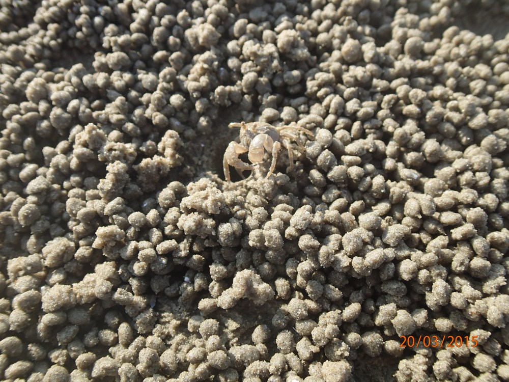 Sand bubblers (teeny tiny crabs) run amok all over the beach. 